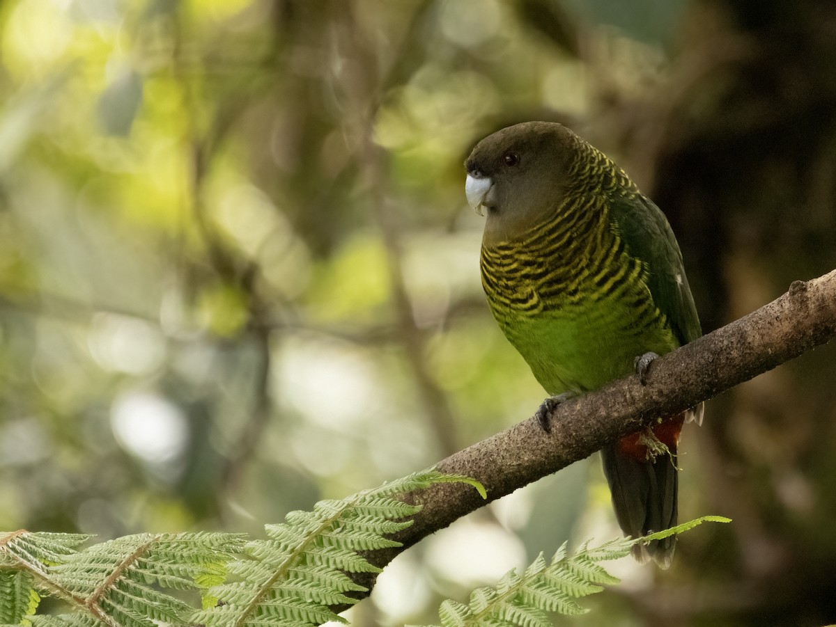 Brehm's Tiger-Parrot - ML608781012