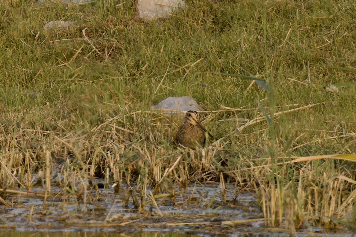 Pin-tailed Snipe - Ted Burkett