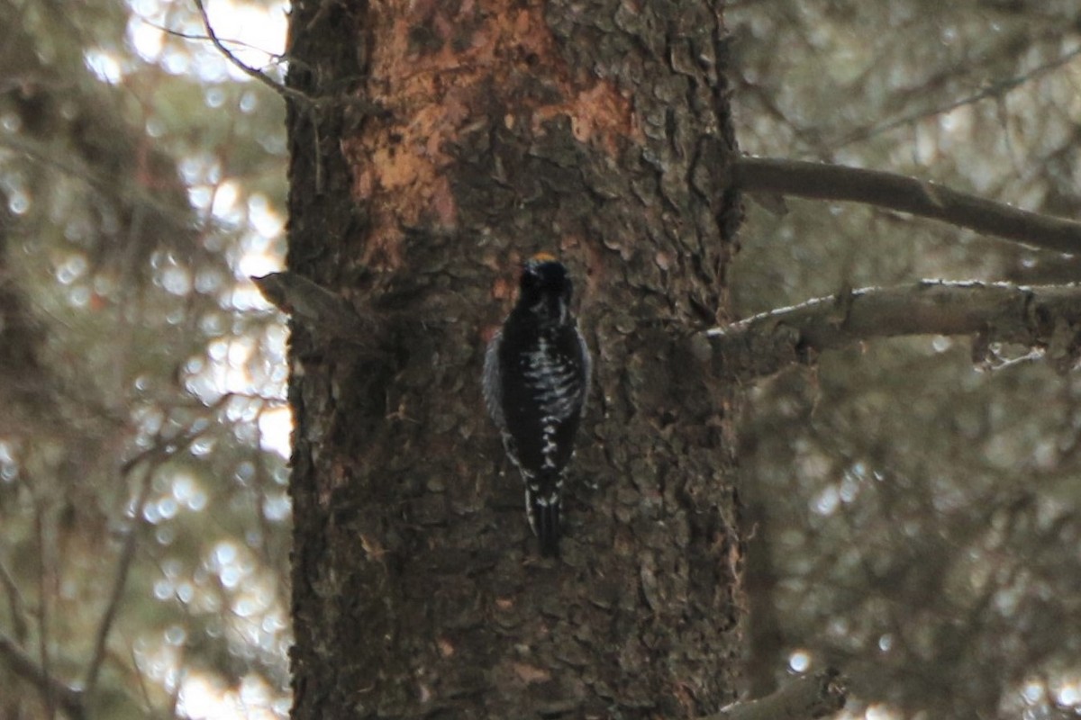 American Three-toed Woodpecker - ML608781092