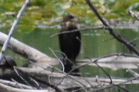 Neotropic Cormorant - ML608781105