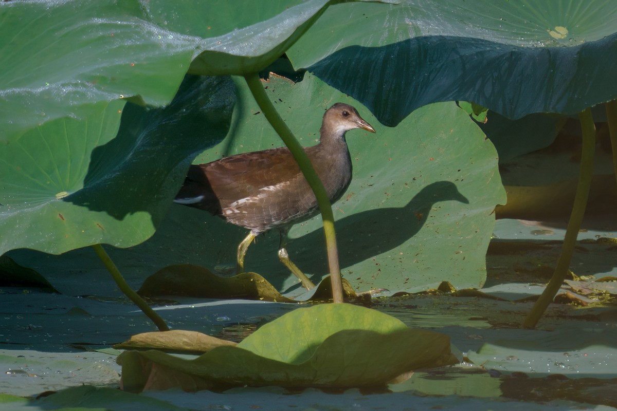 Gallinule d'Amérique - ML608781207