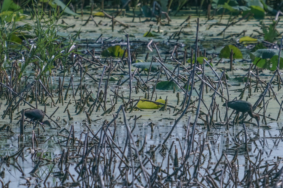 White-faced Ibis - ML608781225