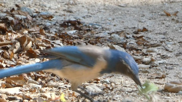 California Scrub-Jay - ML608781242