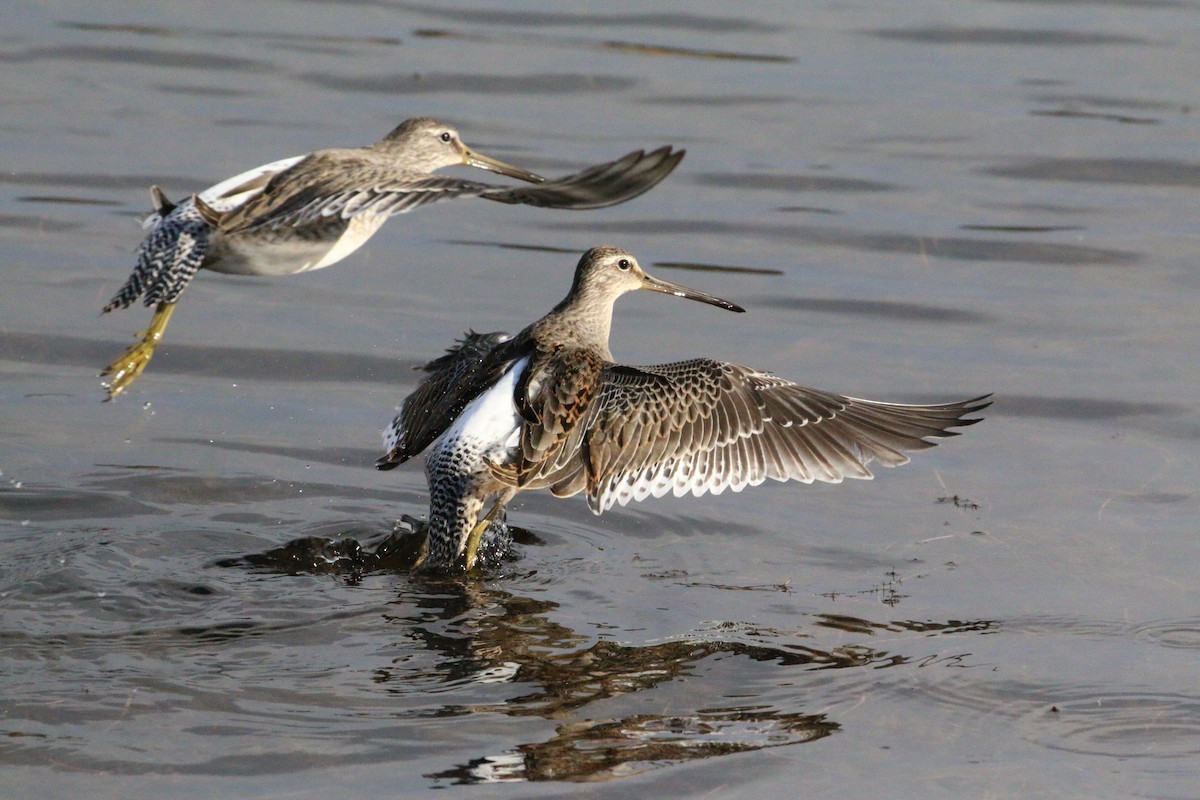 Long-billed Dowitcher - Allan Williams