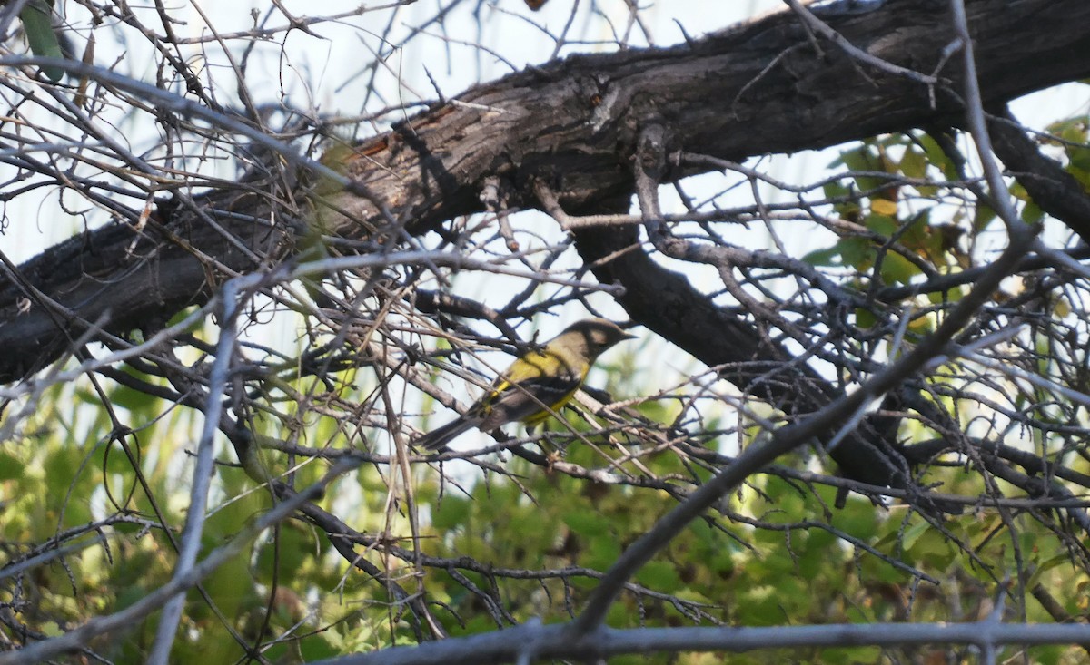 Magnolia Warbler - Alaena H.