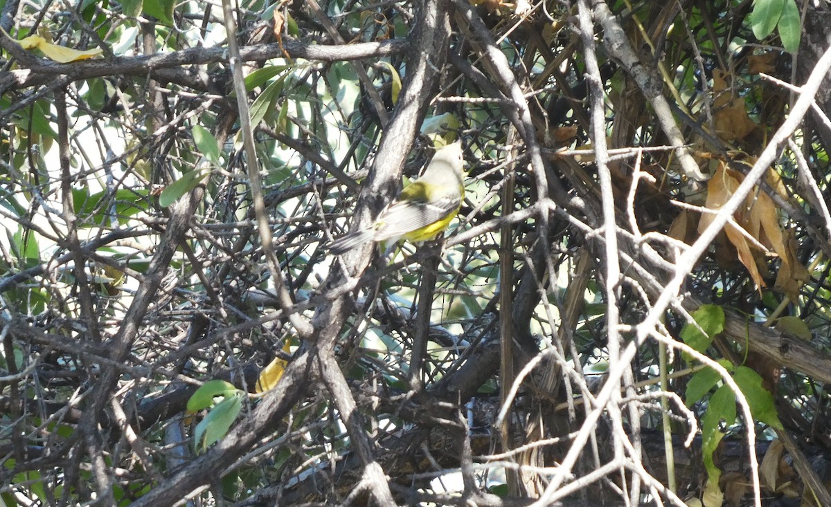 Magnolia Warbler - Alaena H.