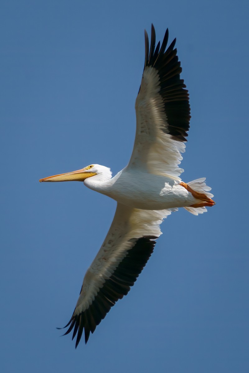 American White Pelican - ML608781362