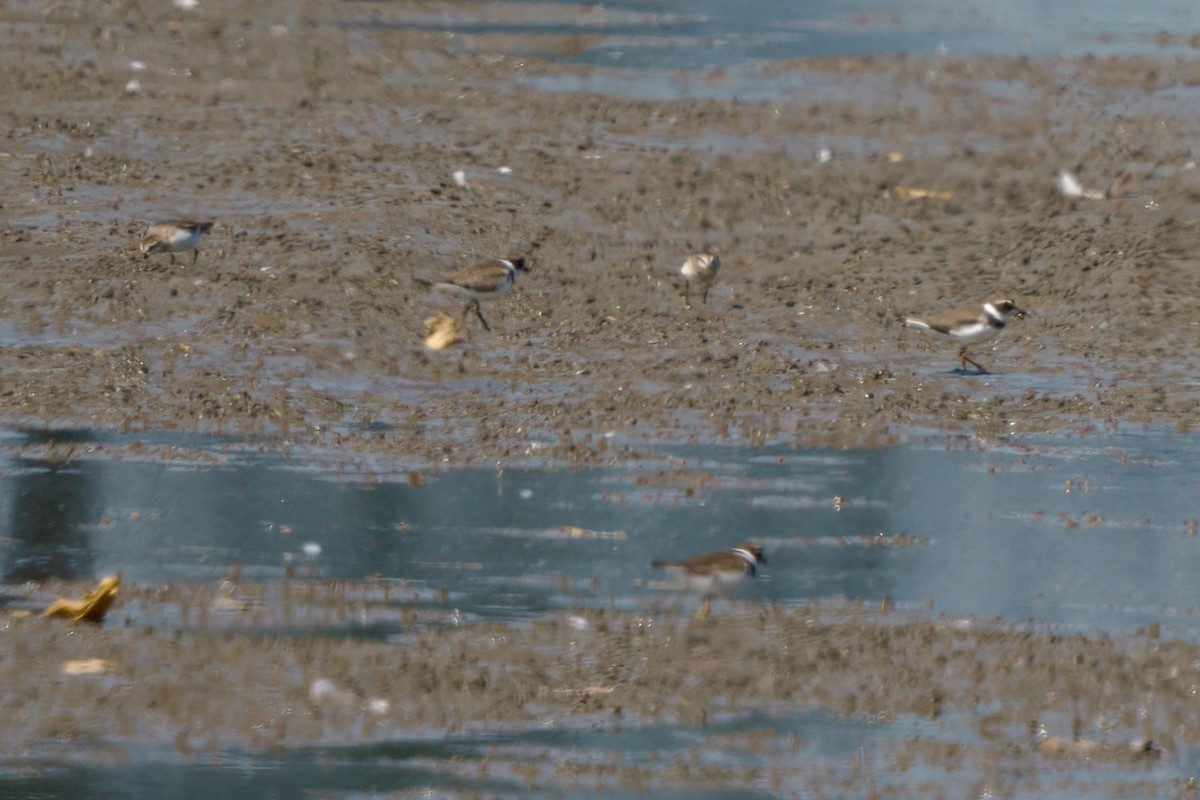 Semipalmated Plover - Rick Wilhoit