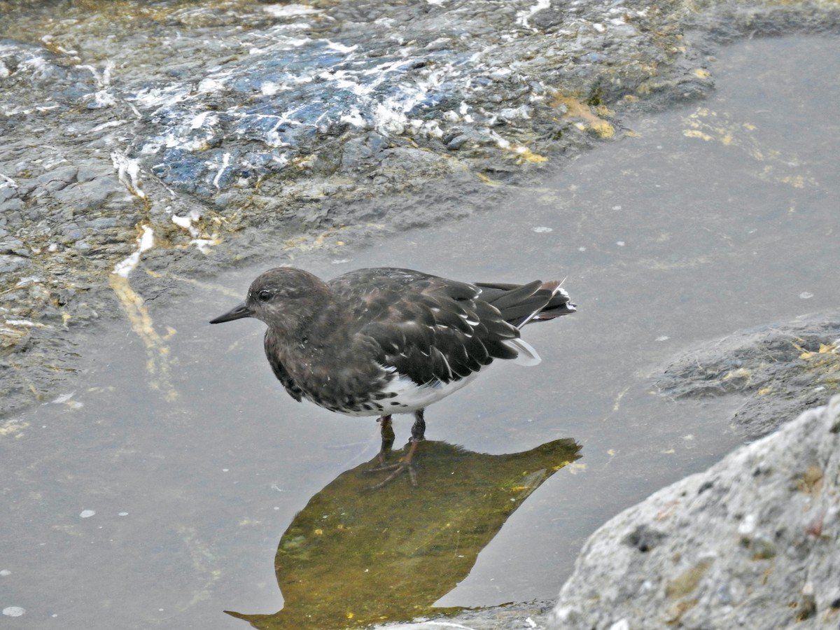 Black Turnstone - ML608781372