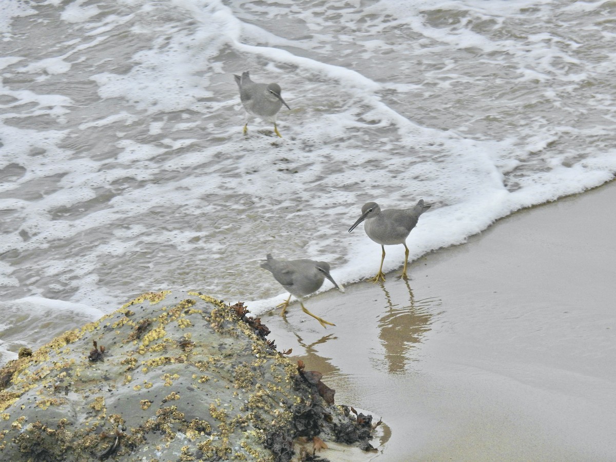 Wandering Tattler - ML608781374