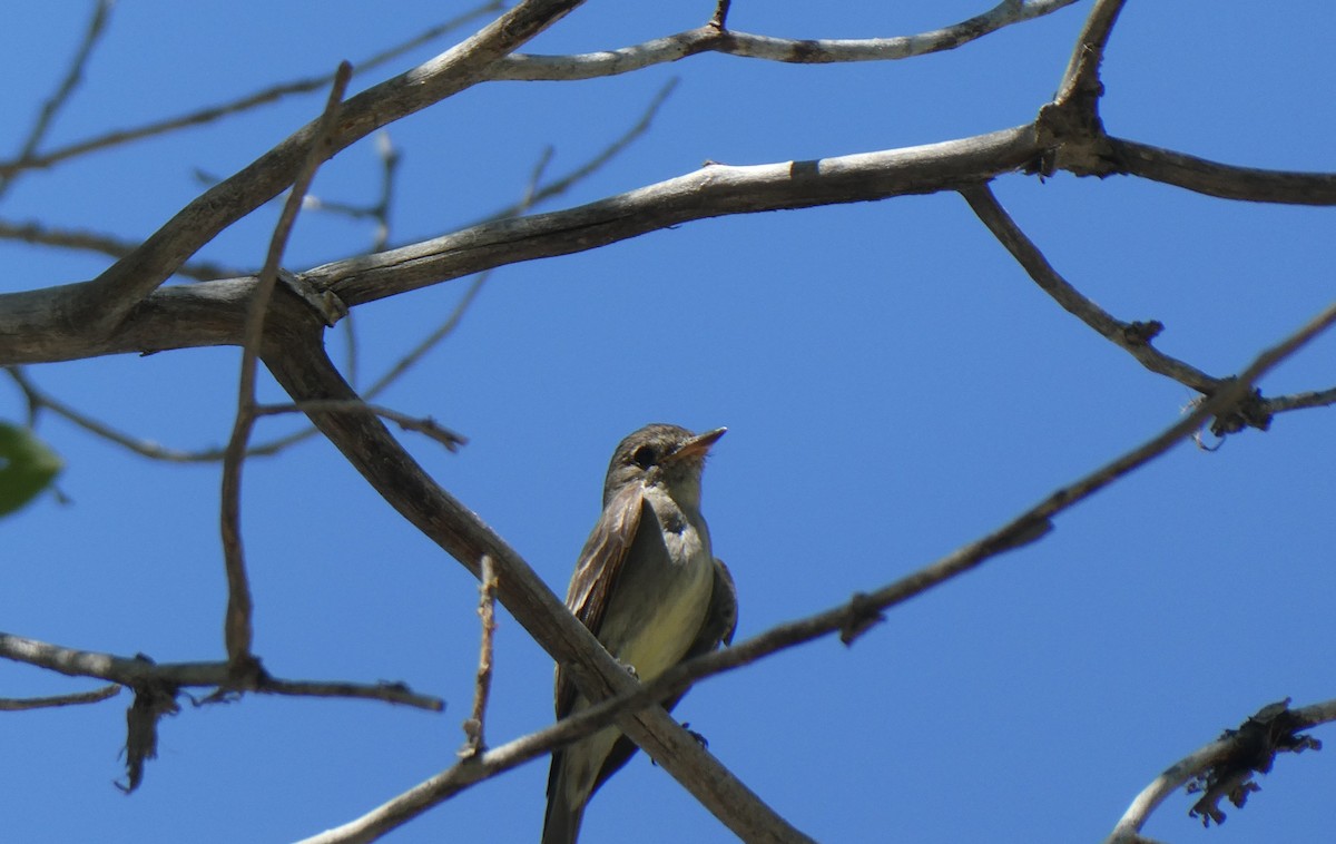 Western Wood-Pewee - ML608781420