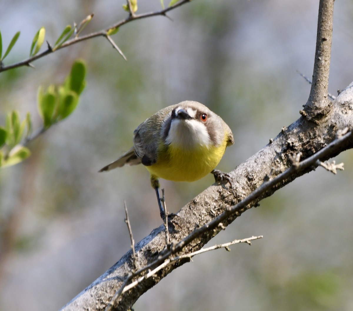 White-throated Gerygone - Dean McGarry