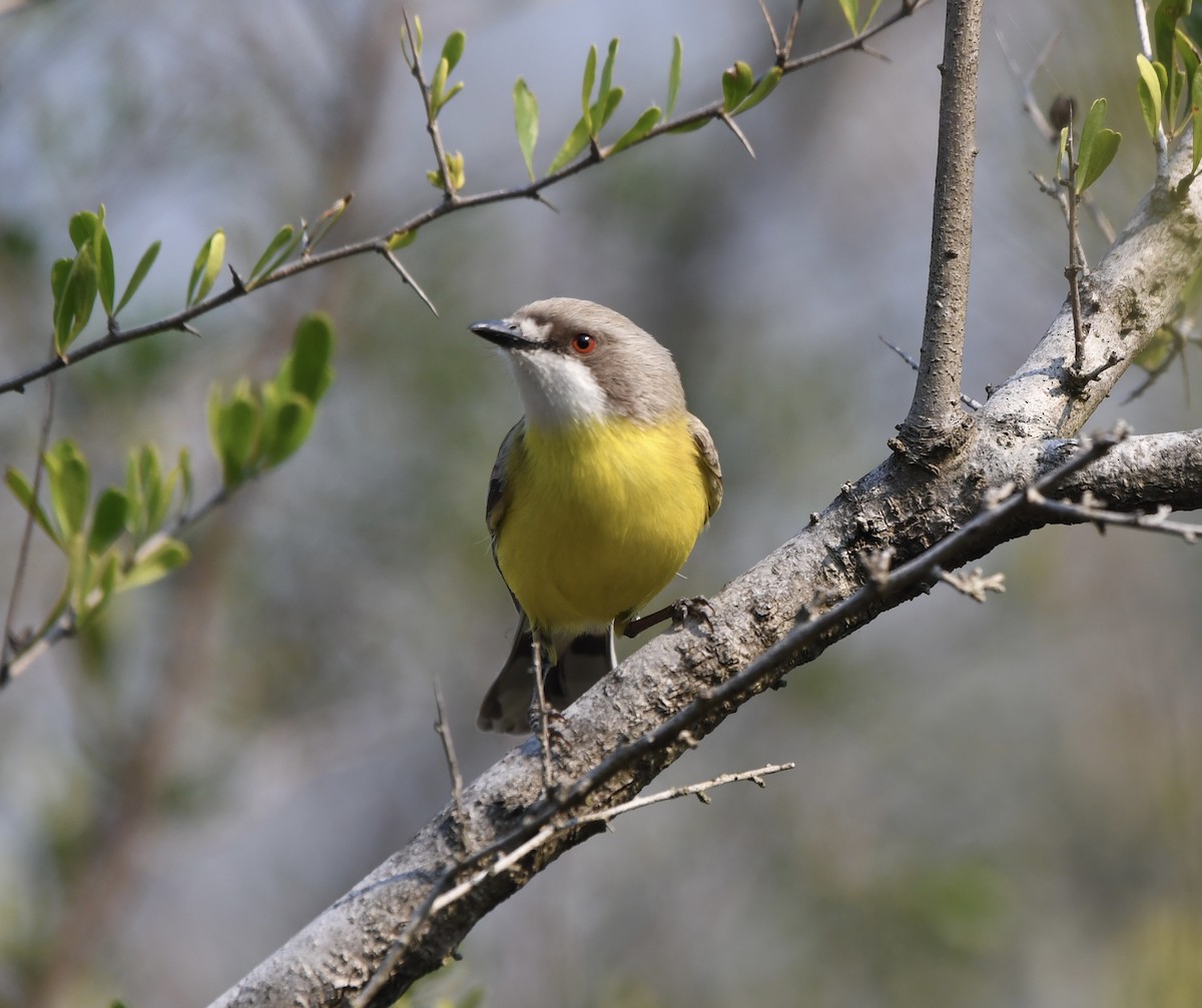 White-throated Gerygone - Dean McGarry