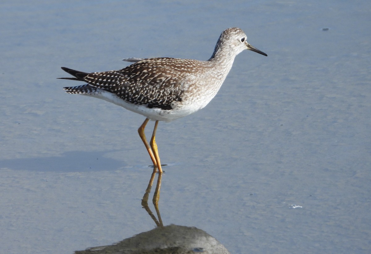 Lesser Yellowlegs - ML608781445