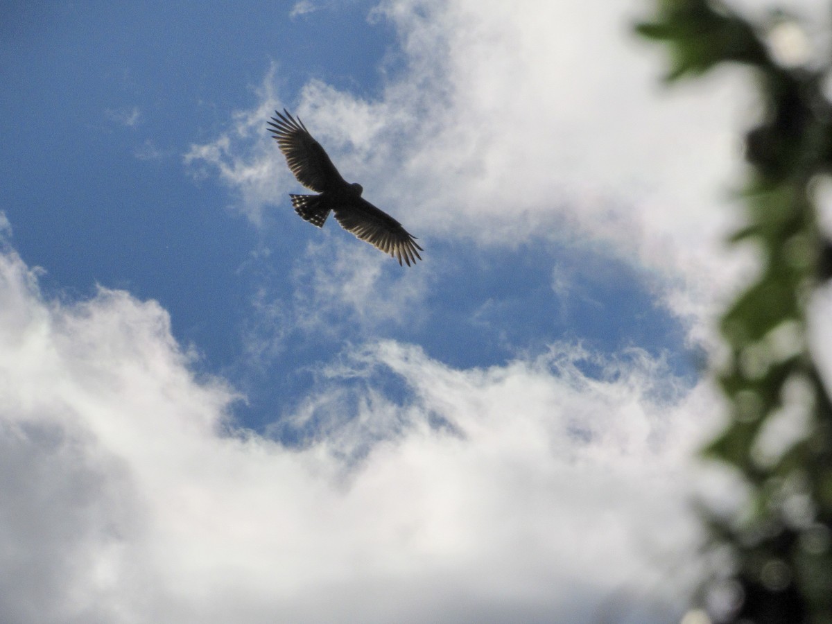 Brown Snake-Eagle - ML608781465