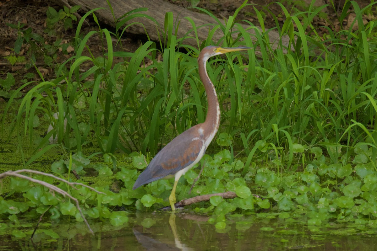 Tricolored Heron - ML608781497