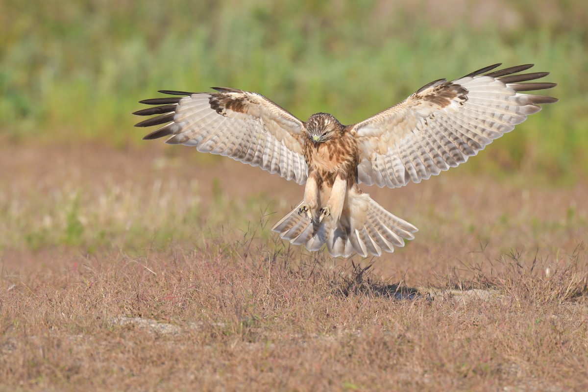 Eastern Buzzard - ajax 陳