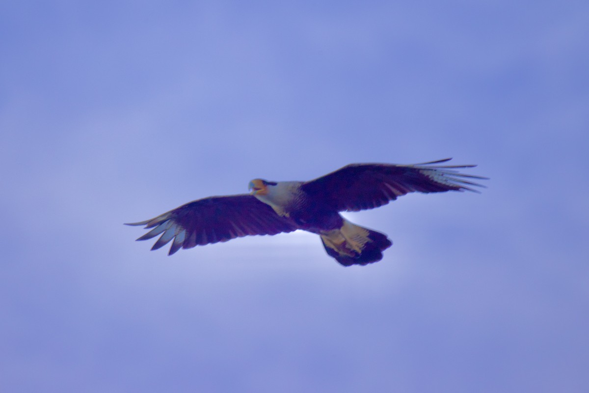 Crested Caracara (Northern) - Ardell Winters