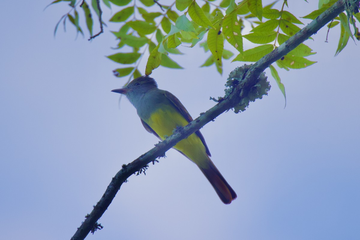Great Crested Flycatcher - Ardell Winters