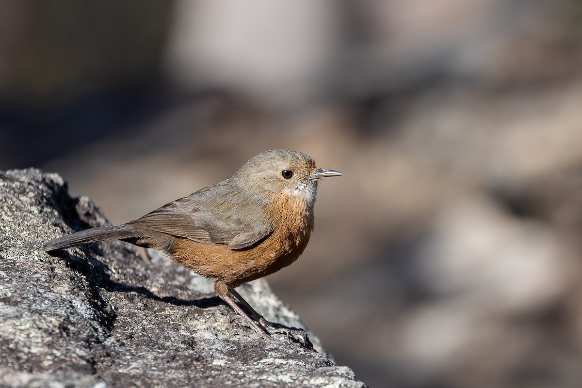 Rockwarbler - ML608781627