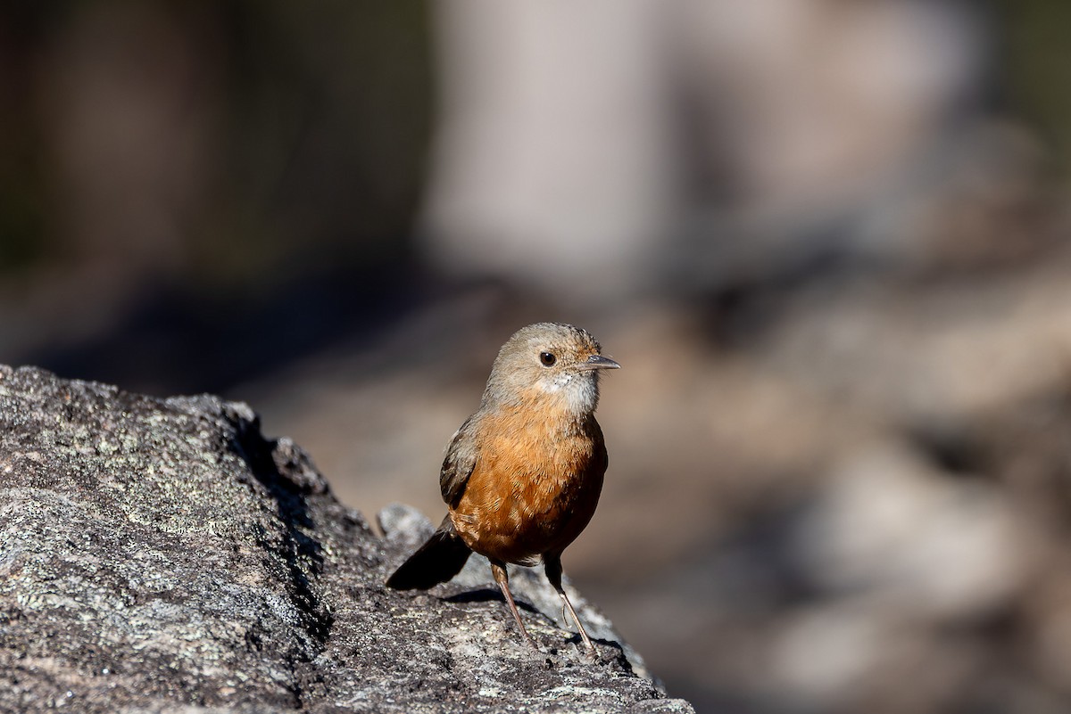 Rockwarbler - ML608781628
