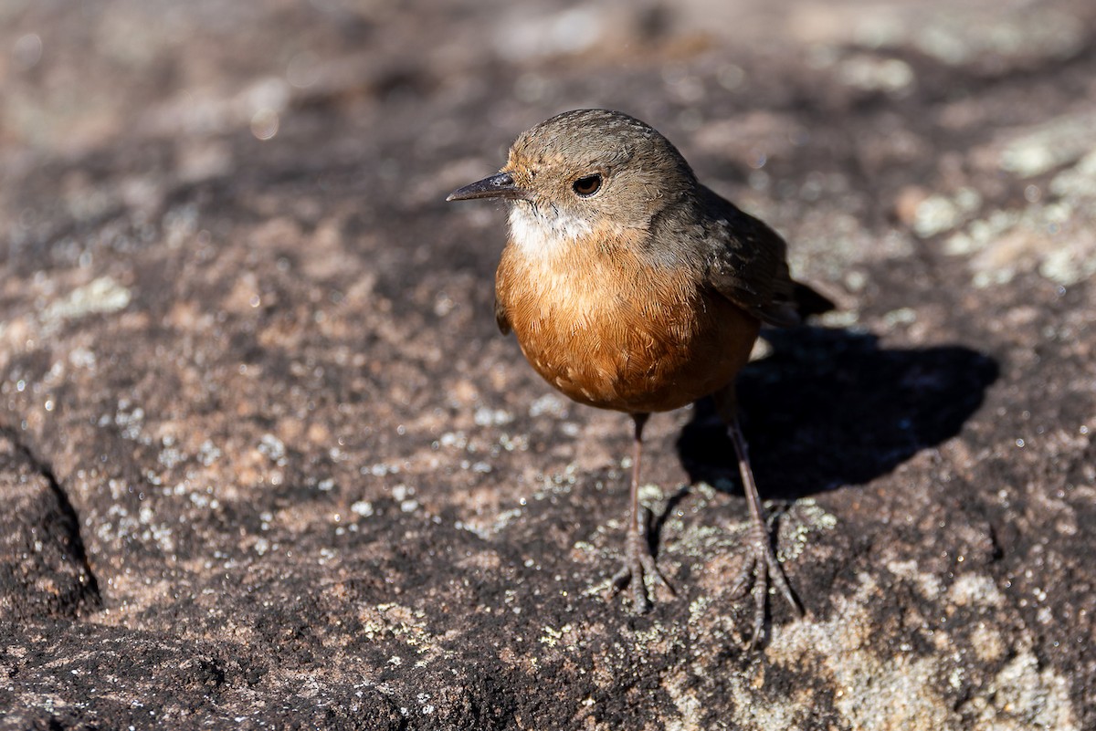 Rockwarbler - ML608781629