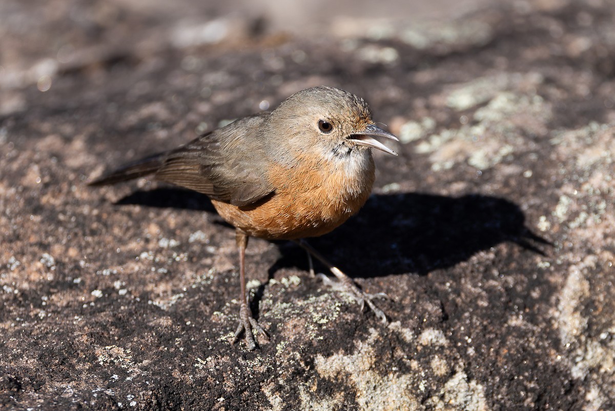 Rockwarbler - ML608781630
