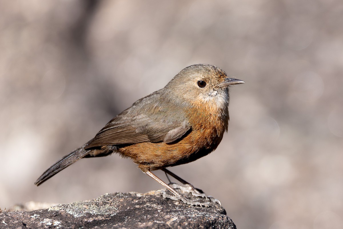 Rockwarbler - ML608781631