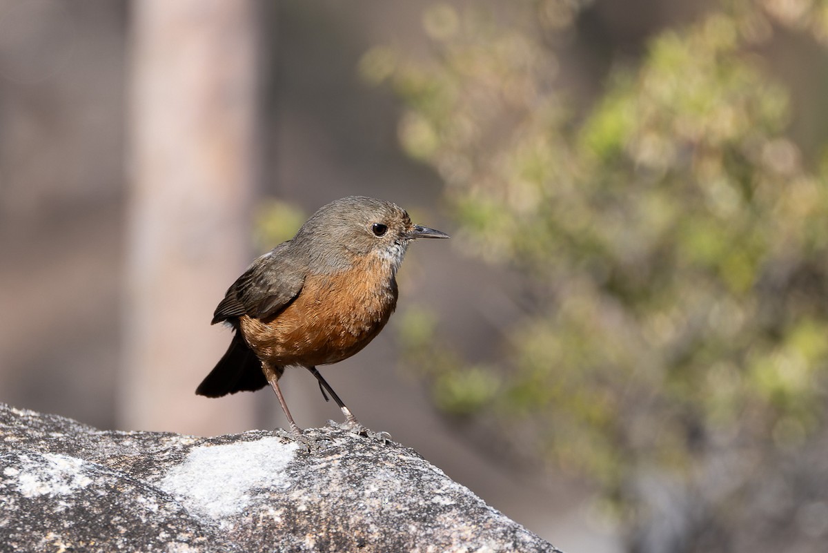 Rockwarbler - ML608781632