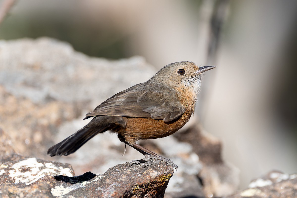 Rockwarbler - Steve Popple