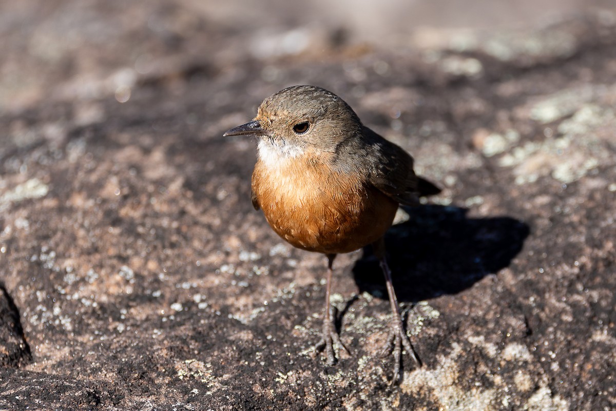 Rockwarbler - ML608781634