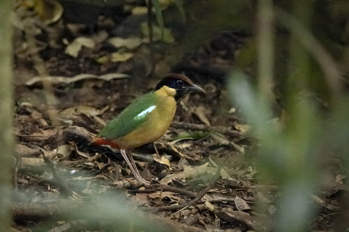 Noisy Pitta - ML608781680