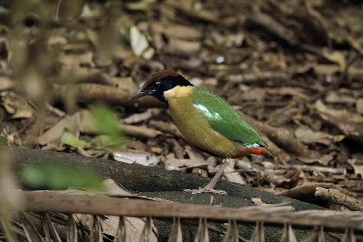 Noisy Pitta - ML608781681