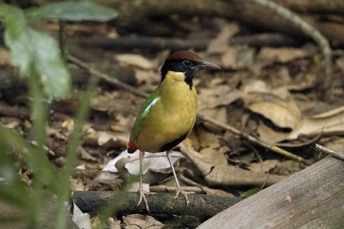 Noisy Pitta - ML608781694