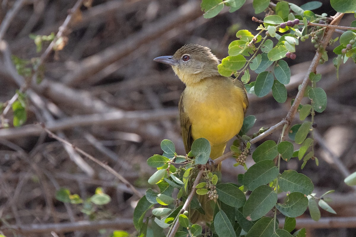 Yellow-bellied Greenbul - Dave Howes