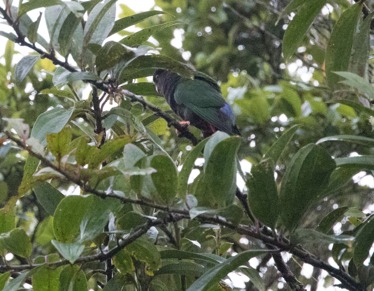 Stella's Lorikeet - ML608781839