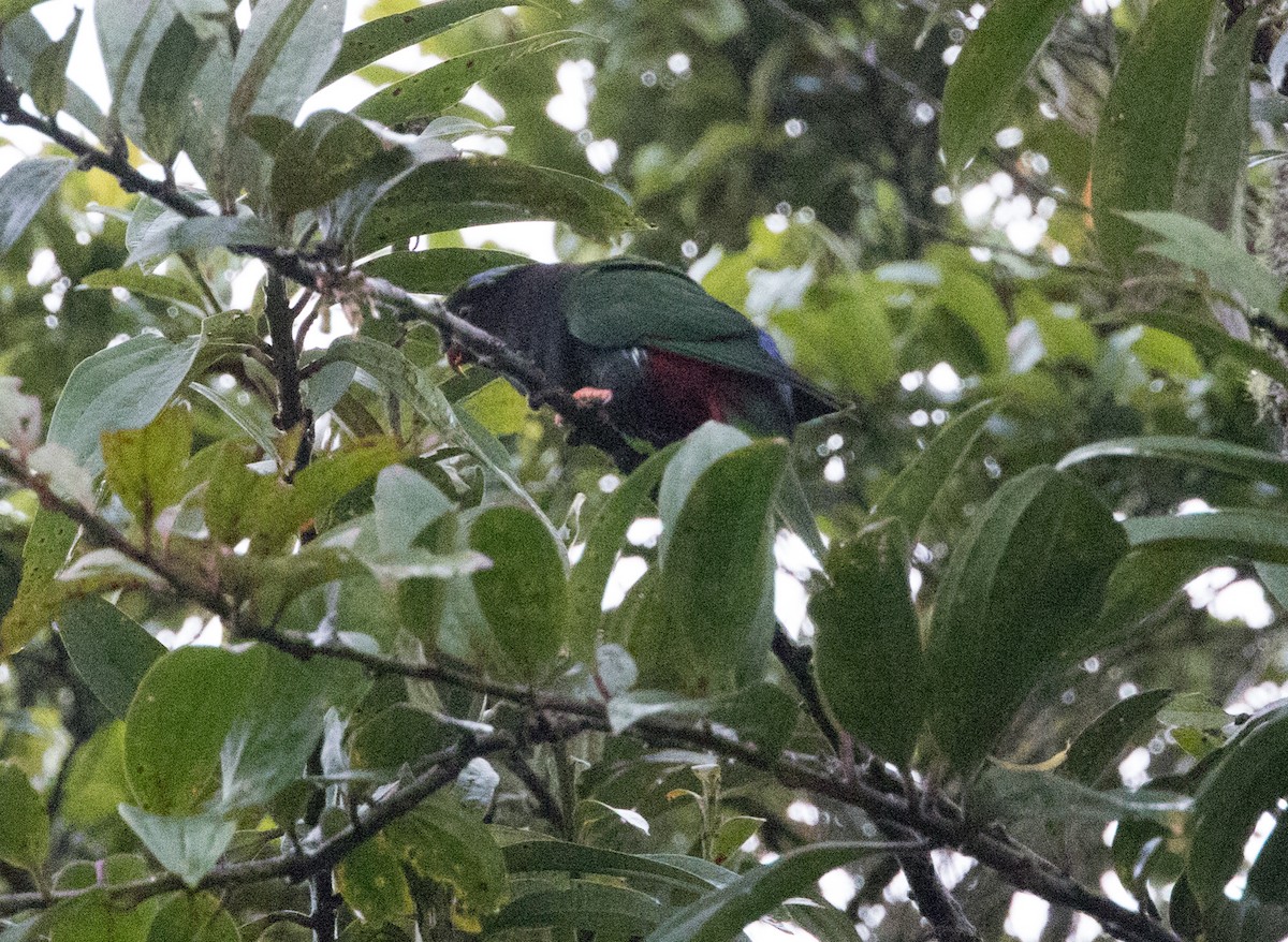 Stella's Lorikeet - ML608781840