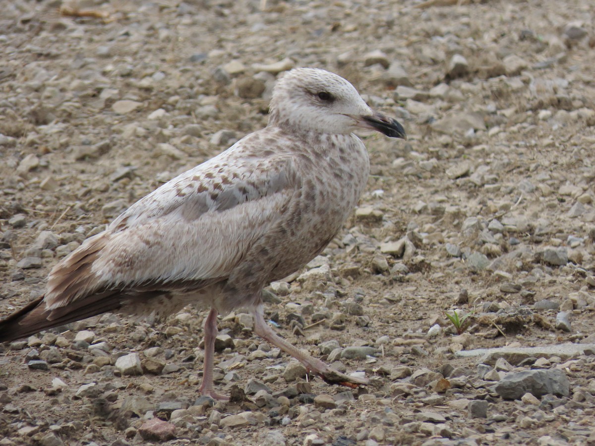 Herring Gull - ML608781947