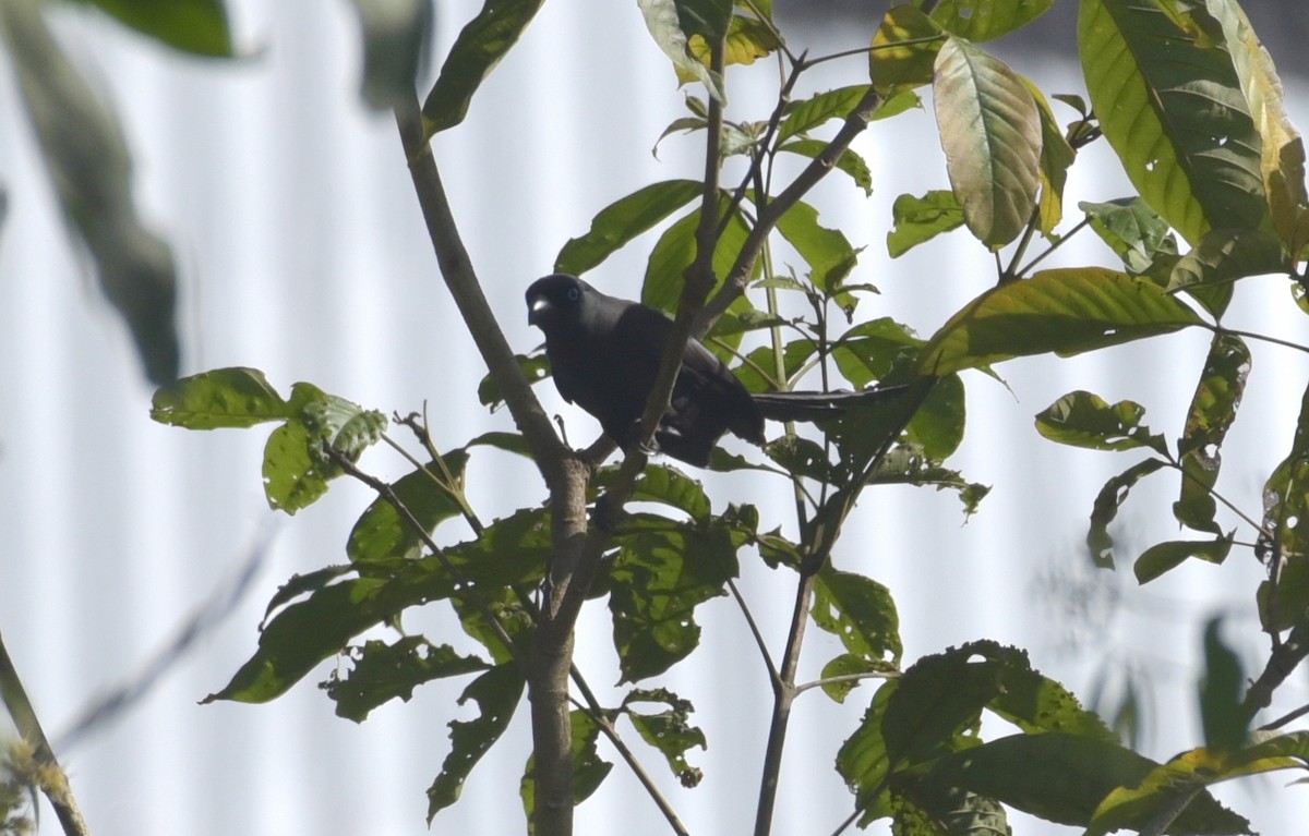 Racket-tailed Treepie - ML608781983