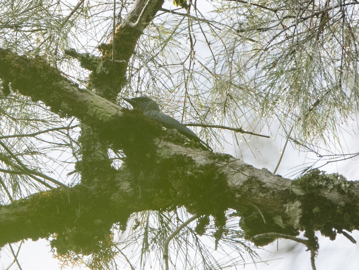 Boyer's Cuckooshrike - ML608781993