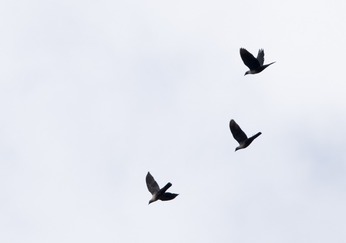 holub tmavohlavý - ML608782011