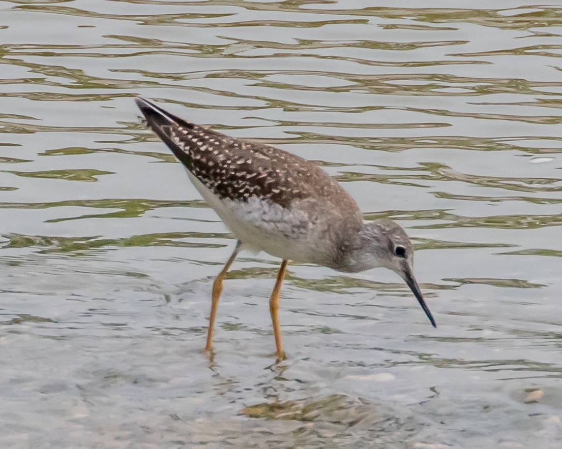 gulbeinsnipe - ML608782087