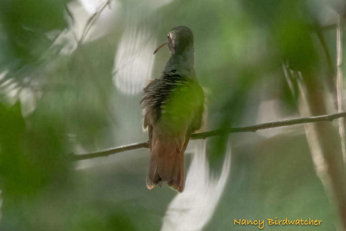 Buff-bellied Hummingbird - ML608782144