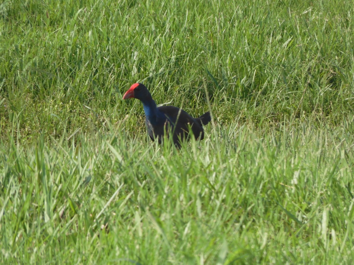 Australasian Swamphen - ML608782162