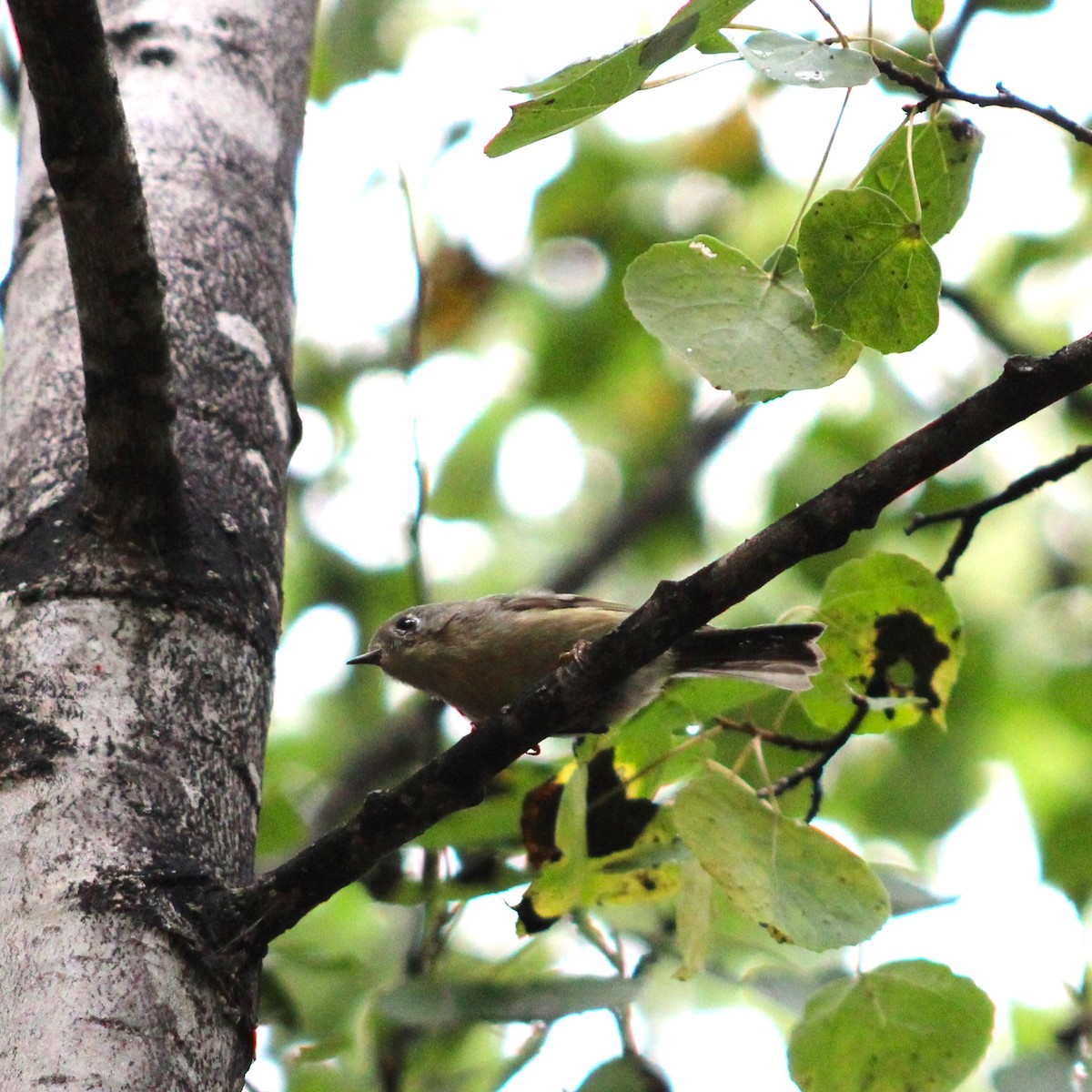eBird Checklist - 25 Aug 2023 - AK, Fairbanks, Chena Hot Springs - 4 ...