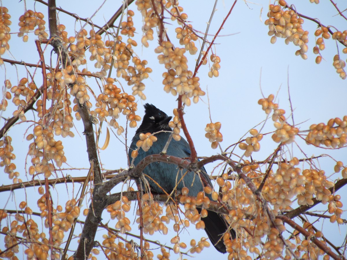 Steller's Jay - ML608782212