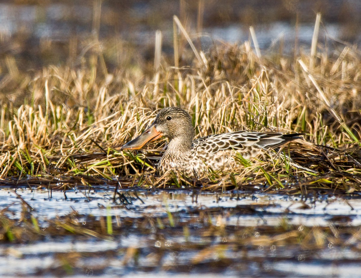 ハシビロガモ - ML608782231