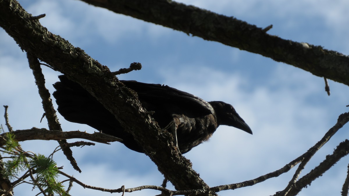 Common Raven - Sarah Feng