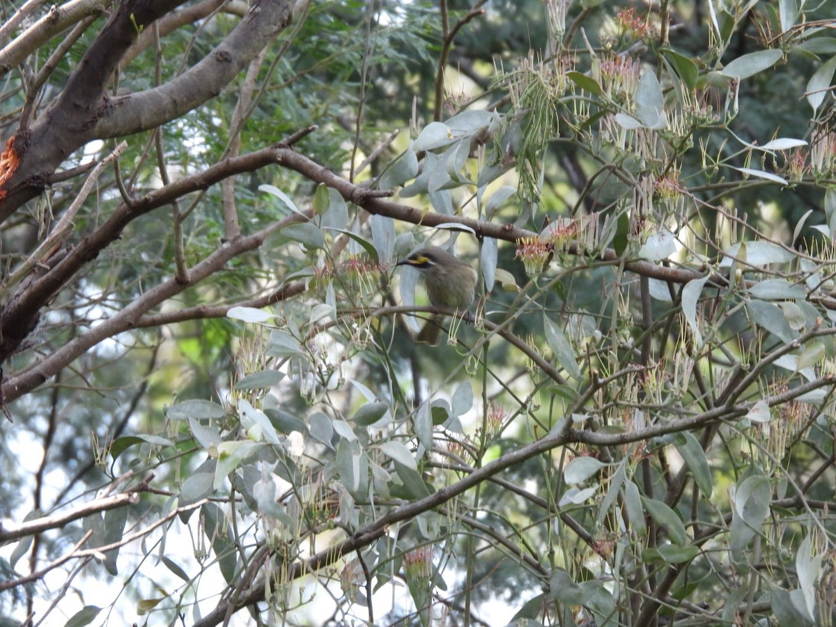 Yellow-faced Honeyeater - ML608782412