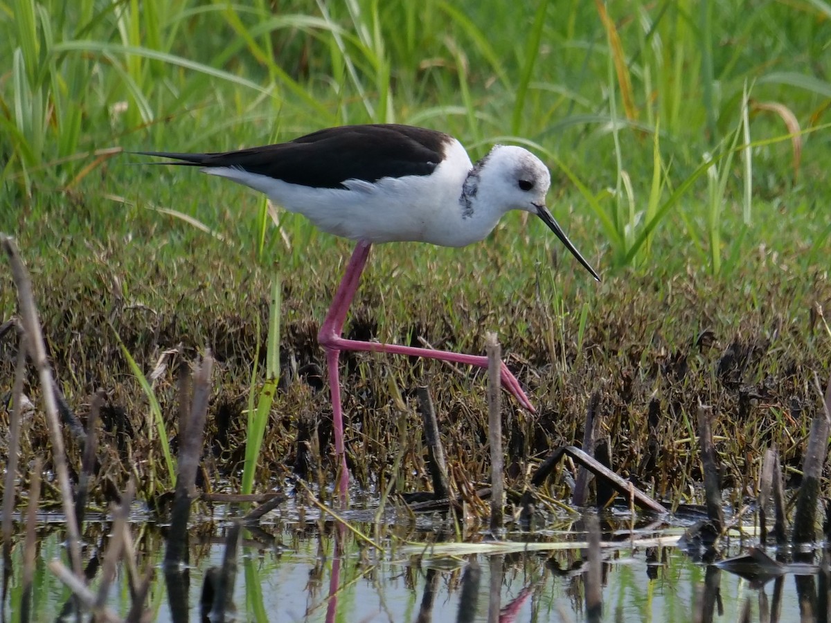 Pied Stilt - ML608782435